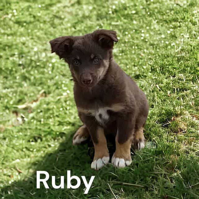 Ruby - Australian Shepherd Female