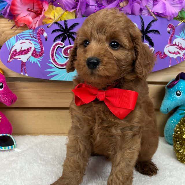 Brinley's Red B - Goldendoodle Male