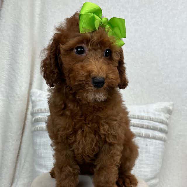 Peaches' Green  - Toy Poodle Female