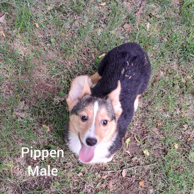 Pippen - Pembroke Welsh Corgi Male