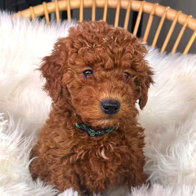Gregory - Goldendoodle Male