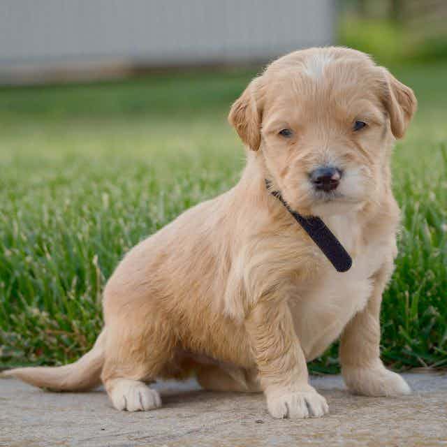 Carl - Goldendoodle Male