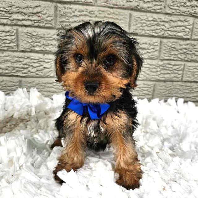 Baxter  - Yorkshire Terrier Male