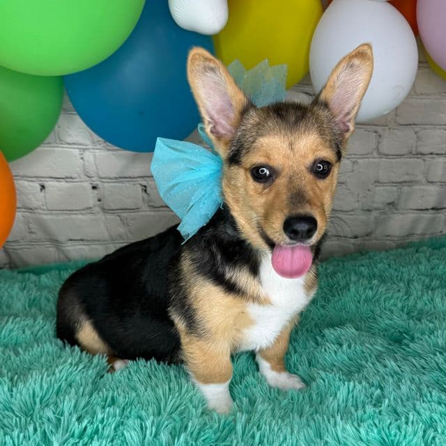 Kara - Pembroke Welsh Corgi Female