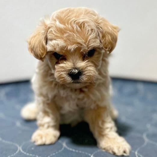 Nick - Maltipoo Male
