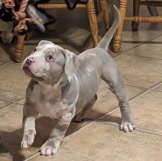 Merle Boy - American Bully Male
