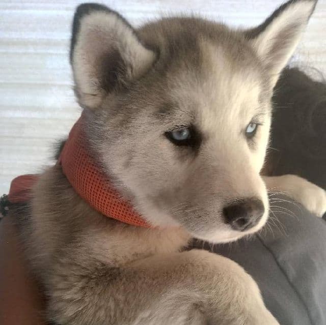 Stormy  - Siberian Husky Female