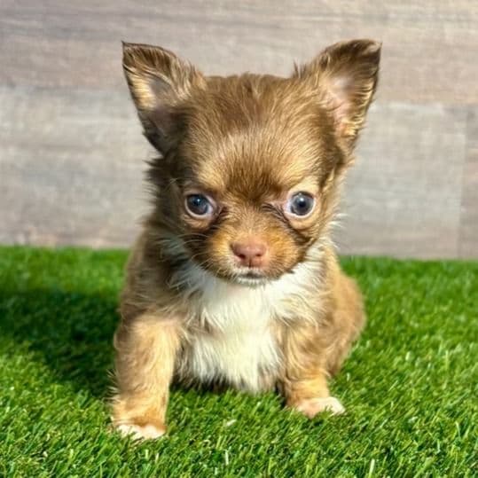 Luke - Chihuahua Male
