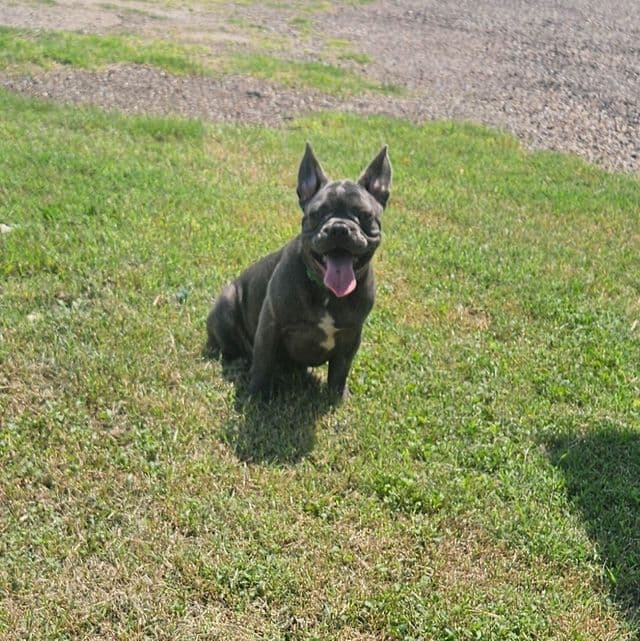 Gizmo - French Bulldog Male
