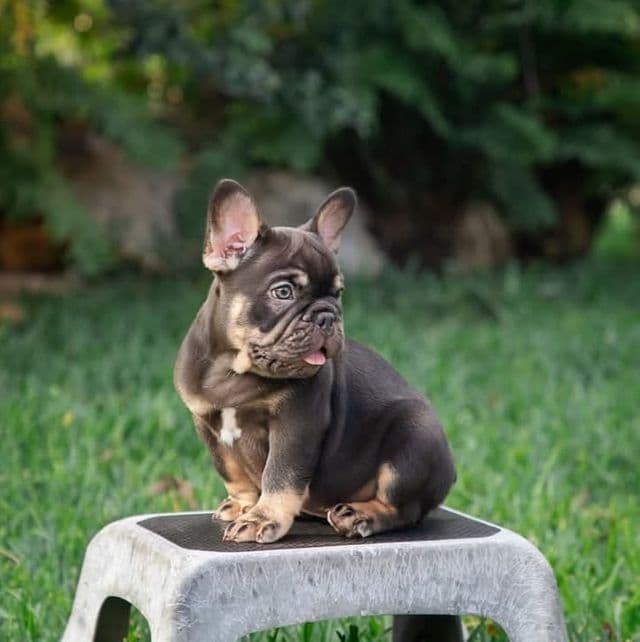 Only you - French Bulldog Male