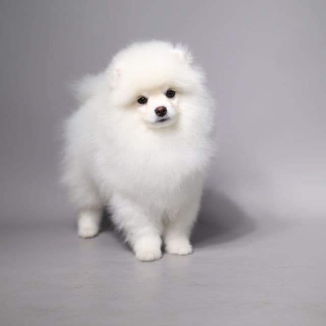VALENTINE  - Pomeranian Male