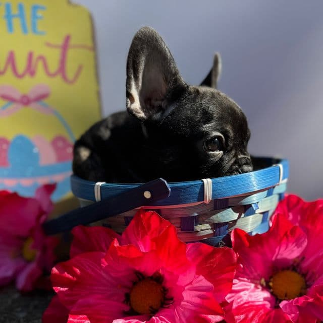 Ralphie - French Bulldog Male
