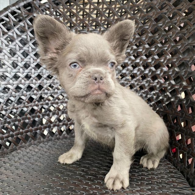  Fluffy Fat Boi - French Bulldog Male