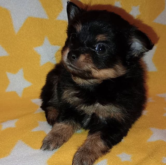 Embry - Pomchi Male