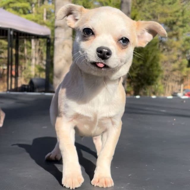 Jasper - Chihuahua Male