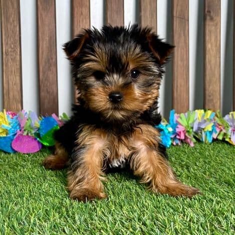 Flynn - Yorkshire Terrier Male