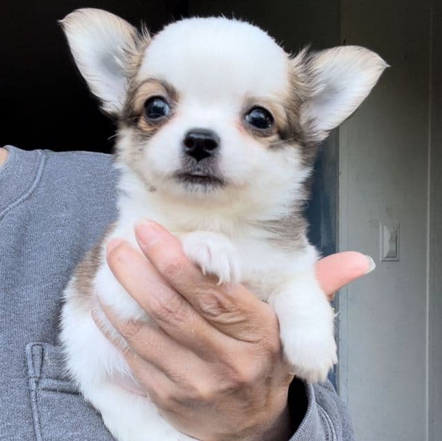 Handsome Henry  - Chihuahua Male