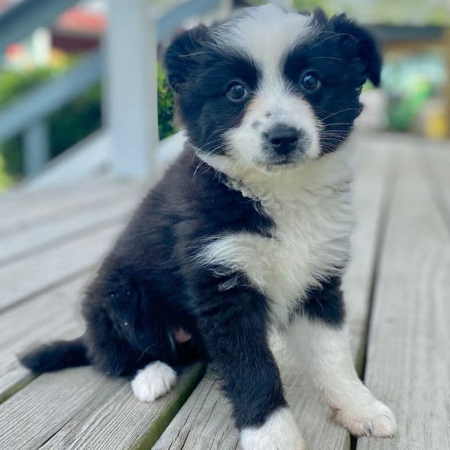 Pandy - Miniature American Shepherd (Mini Aussie) Female