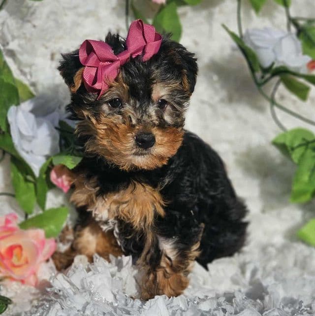 Lyka - Yorkshire Terrier Female