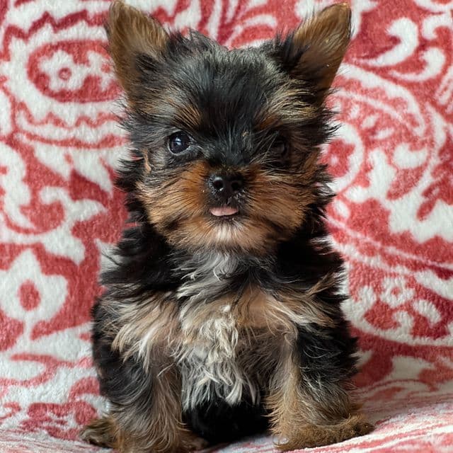 Teacup Joy - Yorkshire Terrier Female