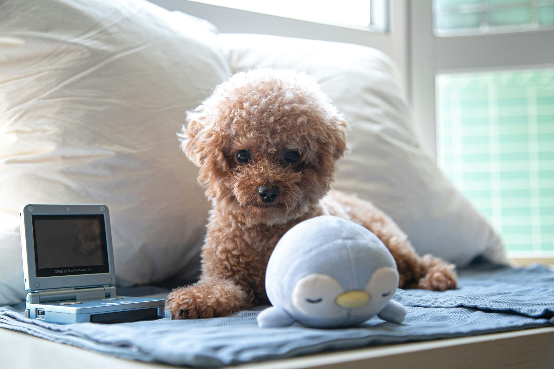 How Big Do Toy Poodles Get? A Size Guide for New Owners