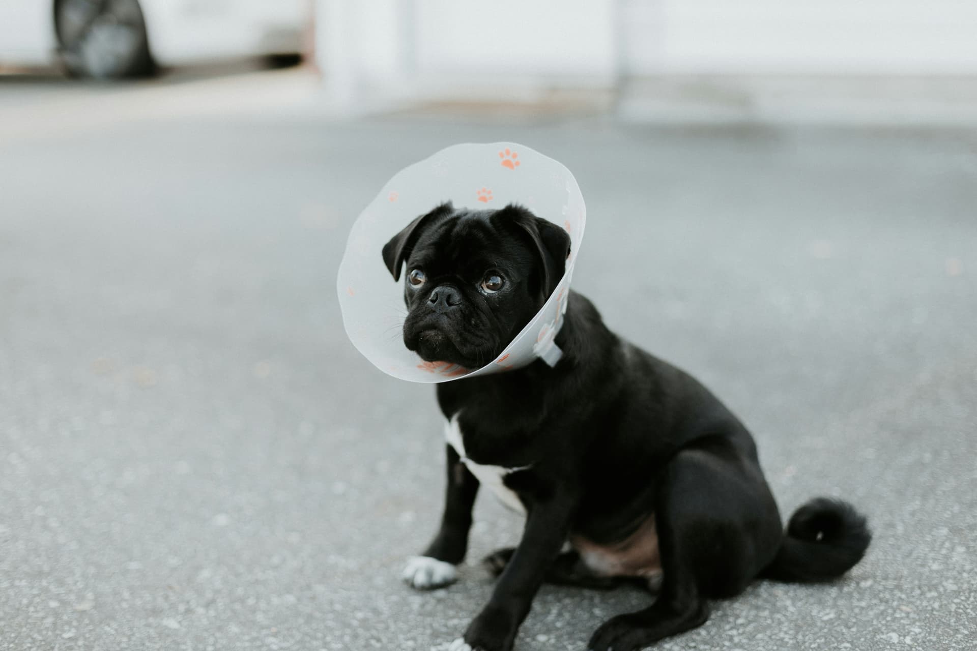 Spaying & Neutering Small Dogs: Pros, Cons, Costs, and What to Expect