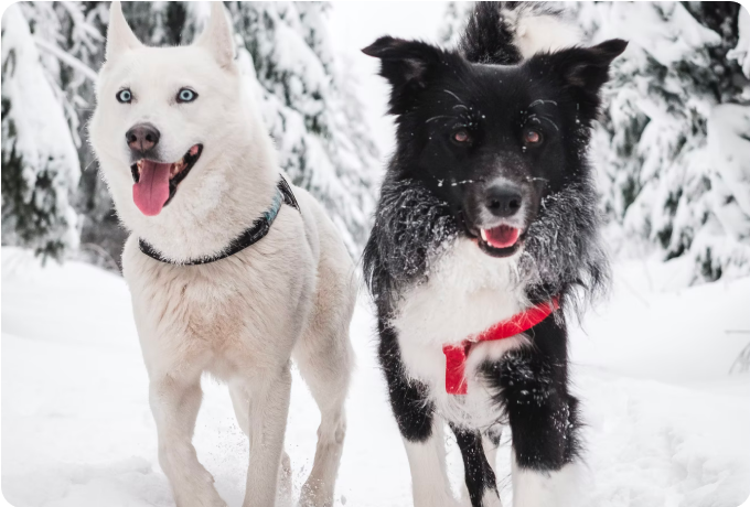 Huskie and Border Collie dogs running in snow