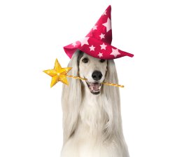 Great Dane dog with a red wizard hat