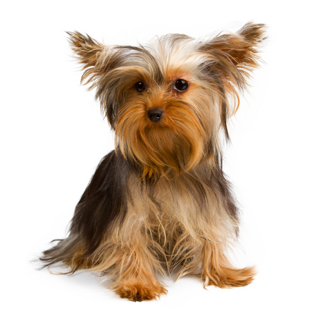 Yorkshire Terrier sitting and posing