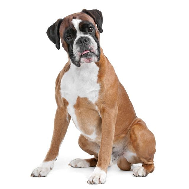 Boxer sitting and posing