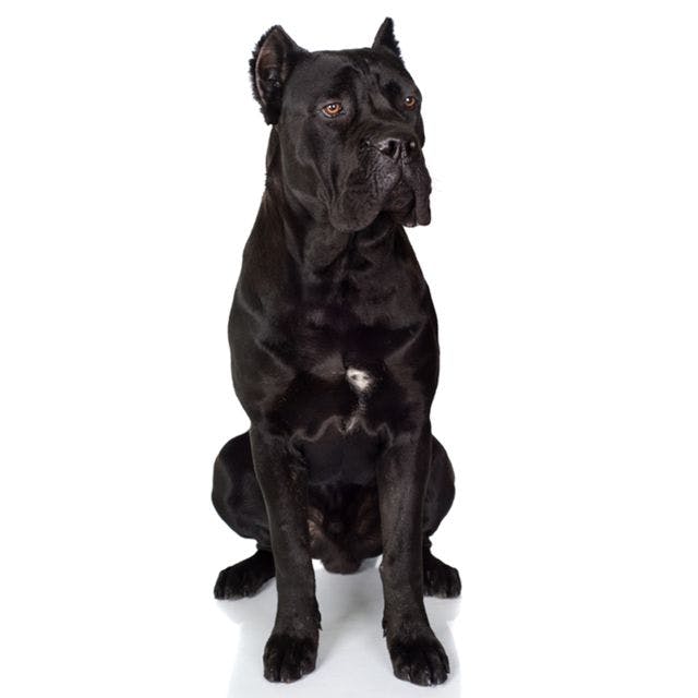 Cane Corso sitting and posing