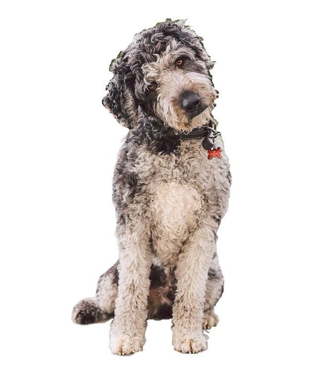 Catahoula Poodle Mix sitting and posing