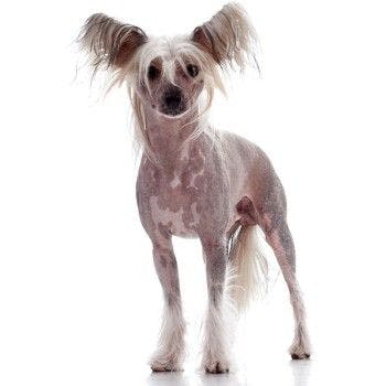 Chinese Crested sitting and posing