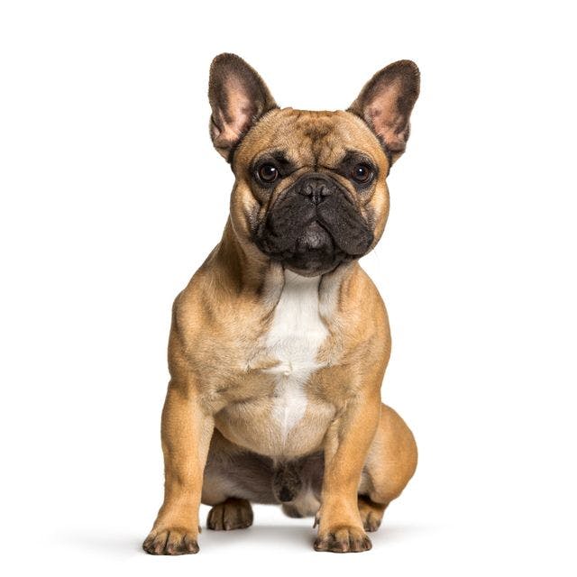 French Bulldog sitting and posing