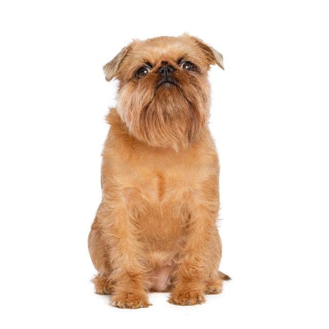 Brussels Griffon sitting and posing