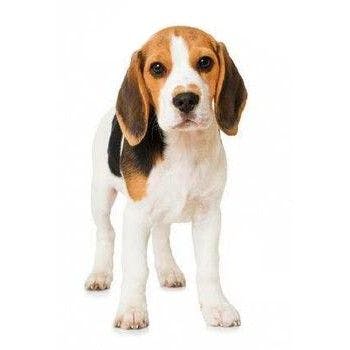 Pocket Beagle sitting and posing