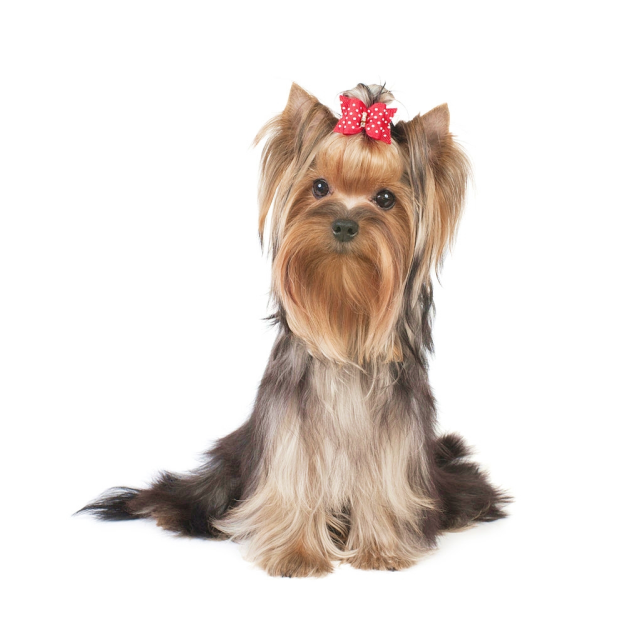 Silky Terrier sitting and posing