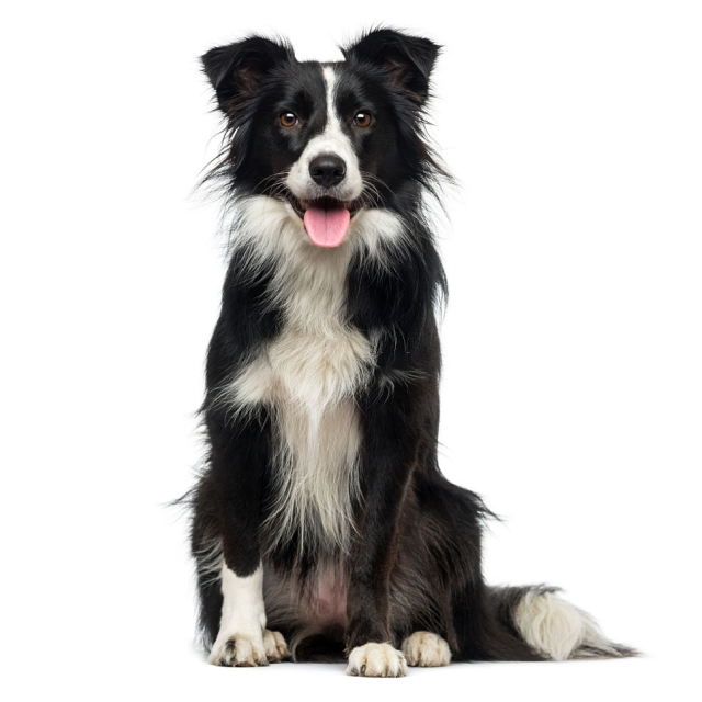 Border Collie sitting and posing