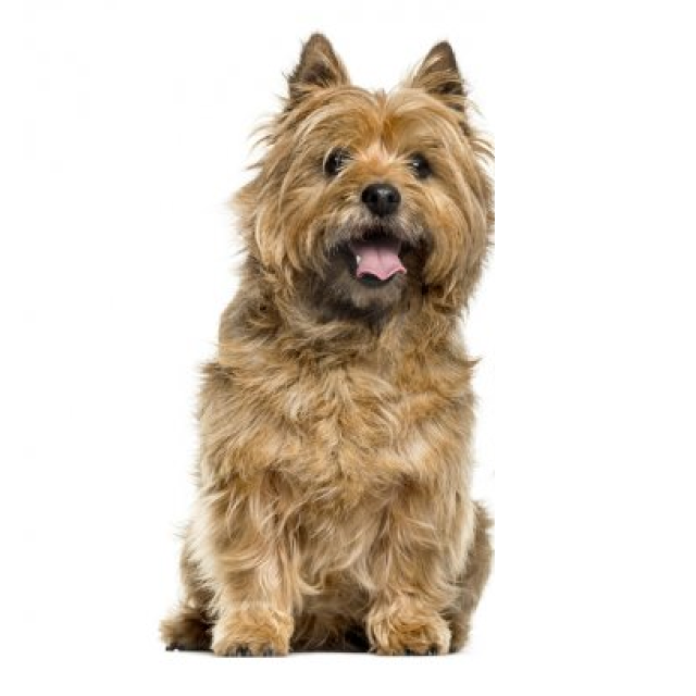 Cairn Terrier sitting and posing