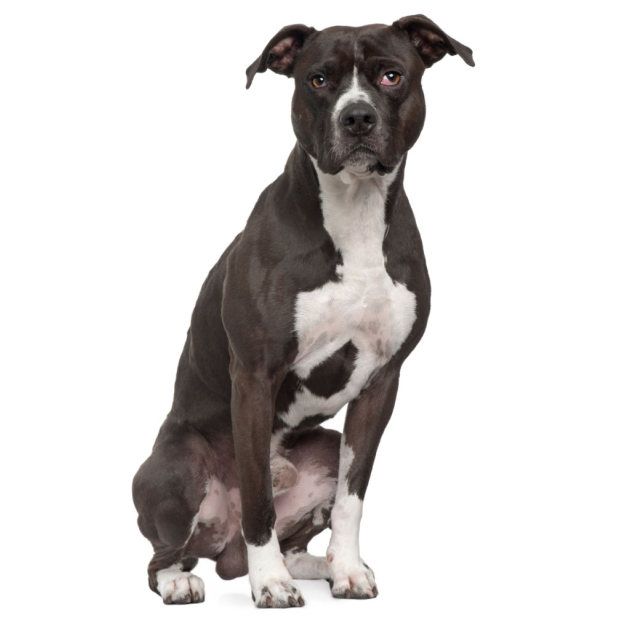 American Pit Bull Terrier sitting and posing