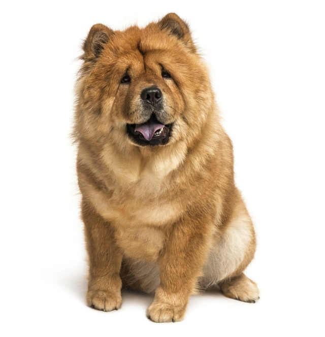 Chow Chow sitting and posing