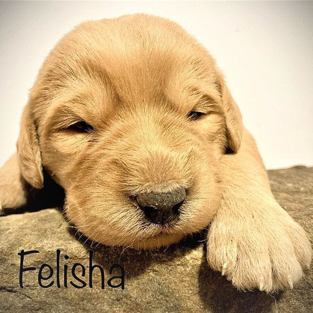 Felisha