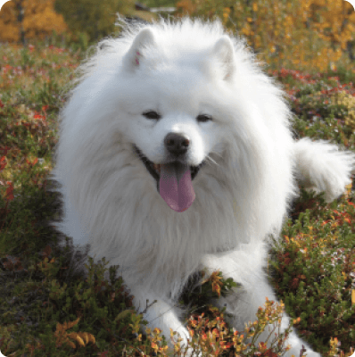 desktop landing cover