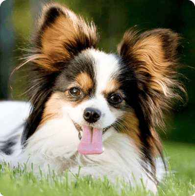 desktop landing cover