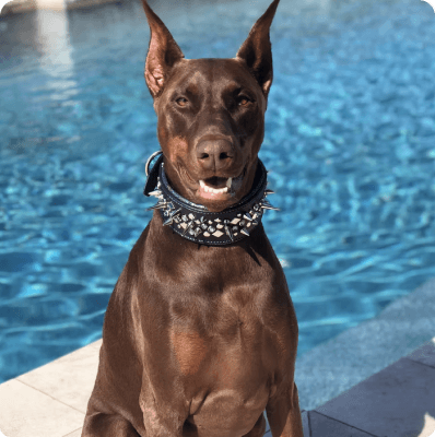 desktop landing cover