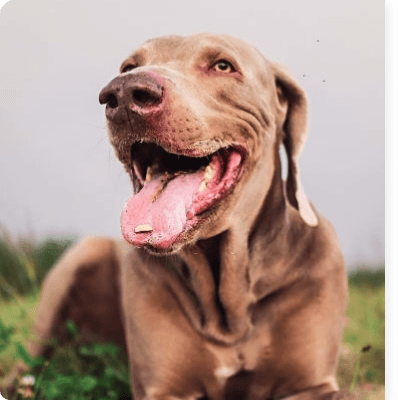 desktop landing cover