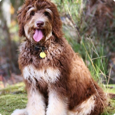 Golden Mountain Doodle dog