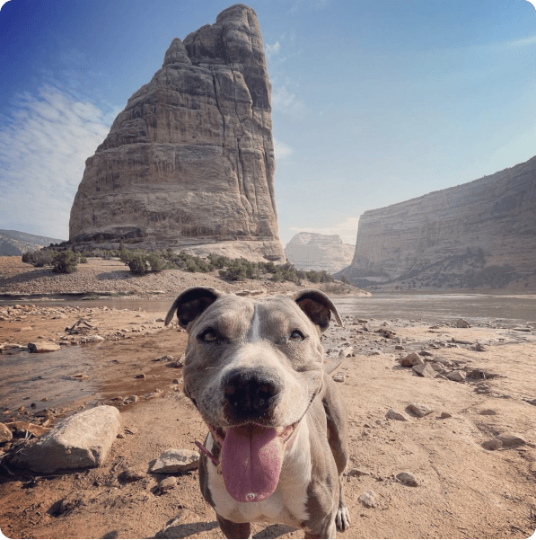 desktop landing cover