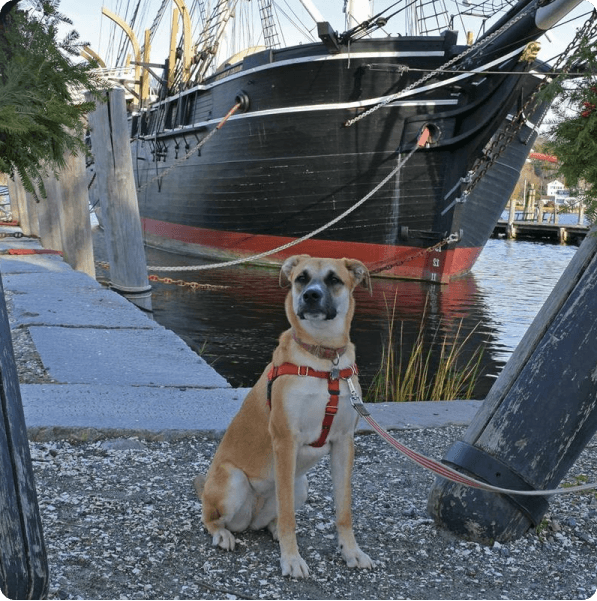 desktop landing cover