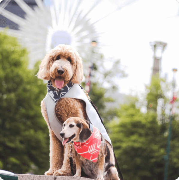 desktop landing cover